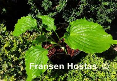 Hosta Ain't Misbehavin